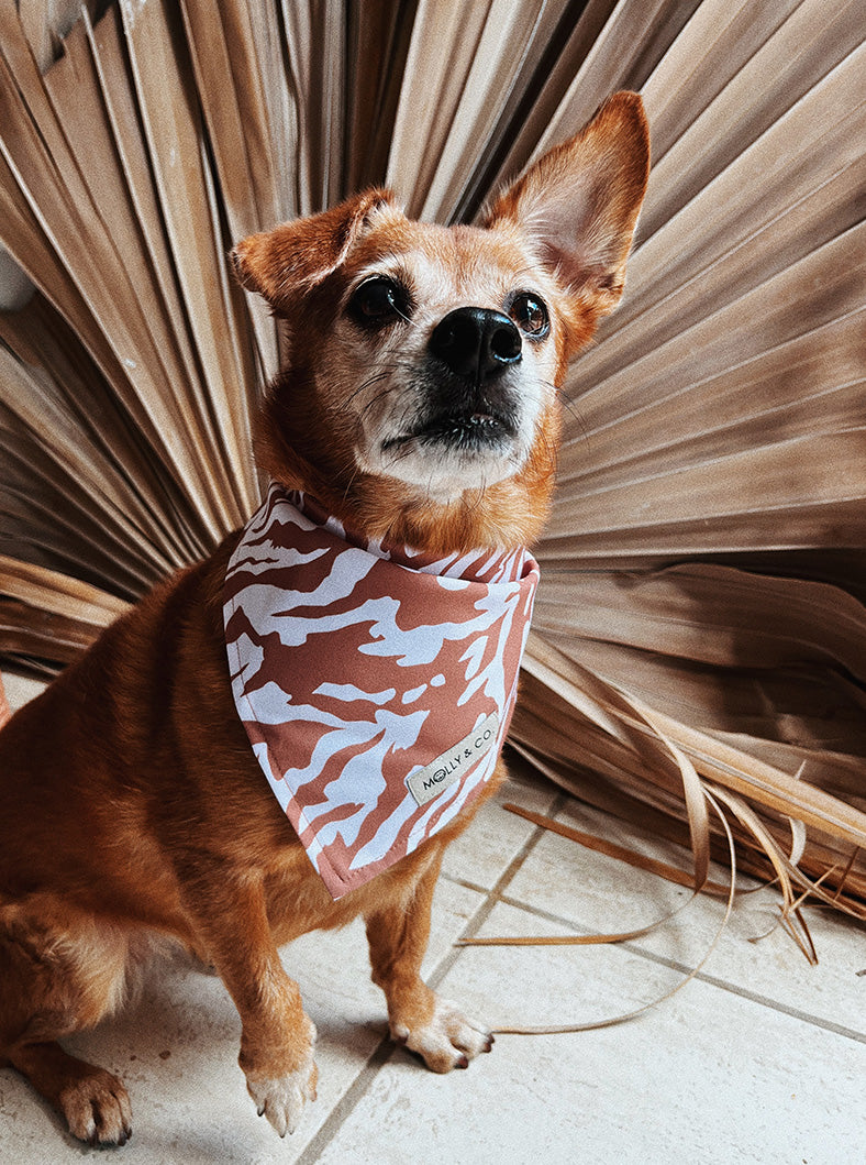 Dog Bandana - Zebra - FINAL SALE